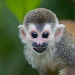 MONKEY BUSINESS, or How to Ruin a Business Deal